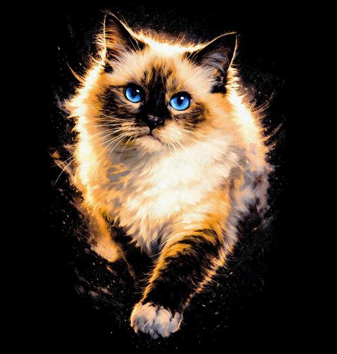 Obrázek produktu Dětské tričko Modrooká Kočka Ragdoll