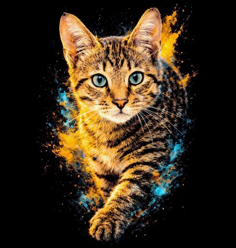 Obrázek produktu Pánské tričko Mourovatá Kočka Toyger