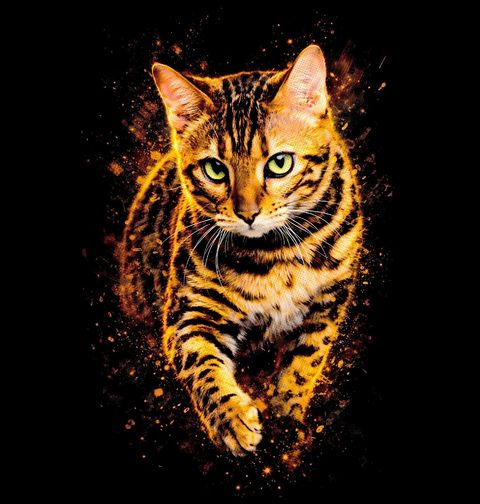 Obrázek produktu Pánské tričko Elegantní Kočka Toyger