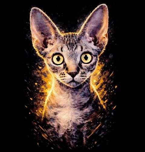 Obrázek produktu Dámské tričko Zvědavá Kočka Devon Rex