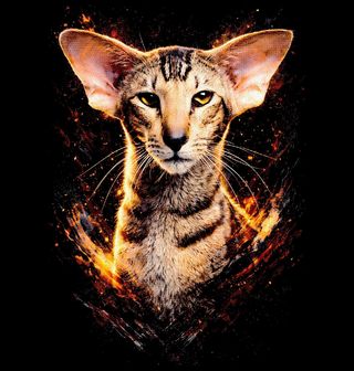 Obrázek 2 produktu Dětské tričko Orientální Kočka Oriental Shorthair