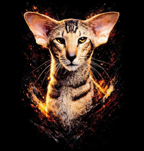 Obrázek produktu Dětské tričko Orientální Kočka Oriental Shorthair