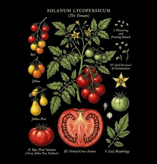 Obrázek 2 produktu Pánské tričko Botanika Rajče Solanum Lycopersicum