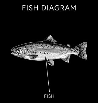Obrázek 2 produktu Pánské tričko Rybí Diagram Fish Diagram