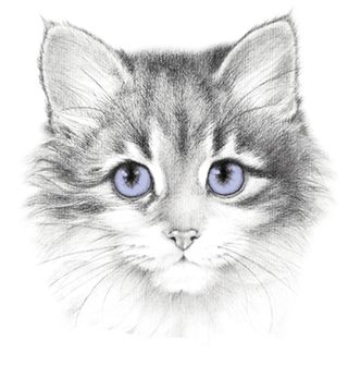 Obrázek 2 produktu Pánské tričko Fialovooká kočka