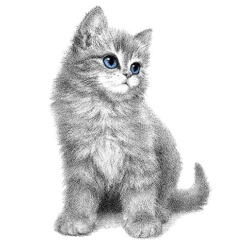 Obrázek produktu Pánské tričko Modrooká kočka