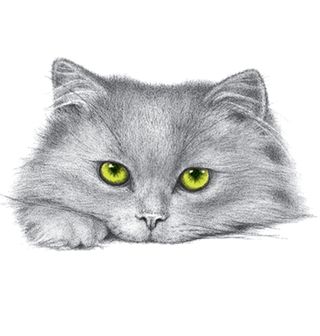 Obrázek 2 produktu Dámské tričko Zelenooká kočka