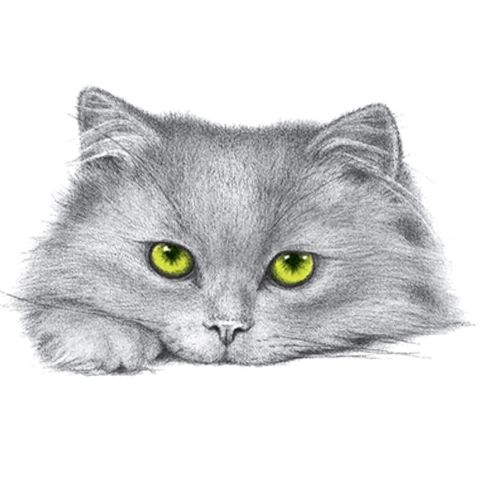 Obrázek produktu Pánské tričko Zelenooká kočka
