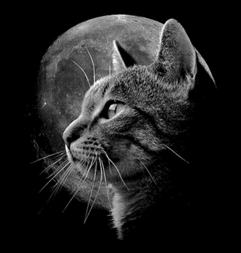 Obrázek produktu Pánské tričko  Kočka a Měsíc