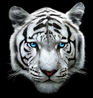 Obrázek 2 produktu Dámské tričko Mládě Bílého Tygra