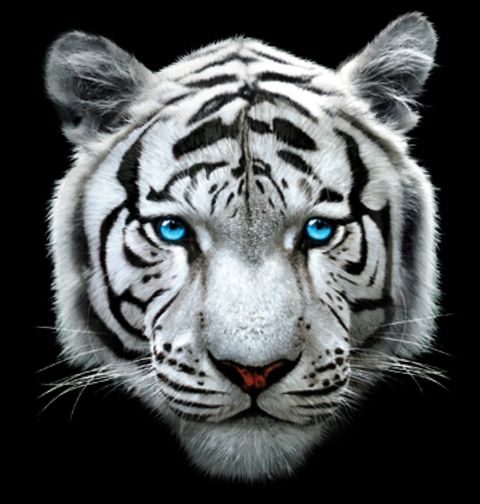 Obrázek produktu Pánské tričko Bílý Tygr