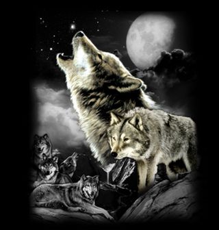 Obrázek 2 produktu Pánské tričko Vlk Divočiny