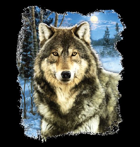 Obrázek produktu Dámské tričko Sněžný Vlk