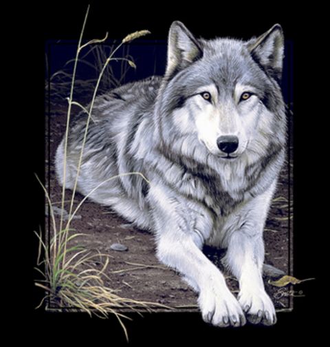 Obrázek produktu Pánské tričko Portrét Vlka
