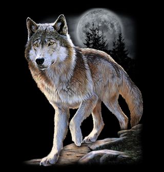Obrázek 2 produktu Pánské tričko Vlk Samotář na Nočním Lovu