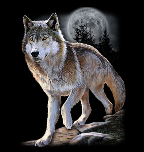 Obrázek produktu Pánské tričko Vlk Samotář na Nočním Lovu