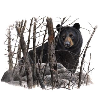 Obrázek 2 produktu Pánské tričko Černý Medvěd