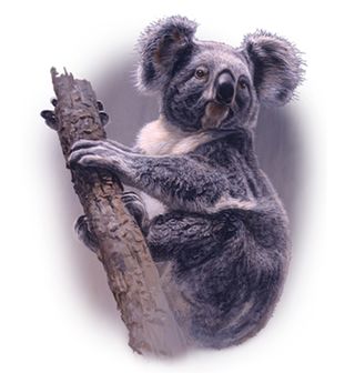 Obrázek 2 produktu Dámské tričko Roztomilá Koala