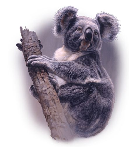 Obrázek produktu Dámské tričko Koala