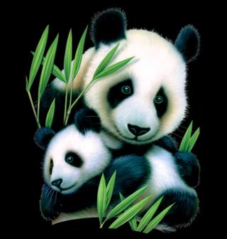 Obrázek 2 produktu Dámské tričko Panda a její mládě 
