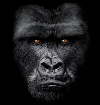Obrázek 2 produktu Dámské tričko Gorila