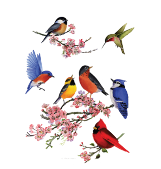 Obrázek 2 produktu Pánské tričko Ptáčci Pěvci