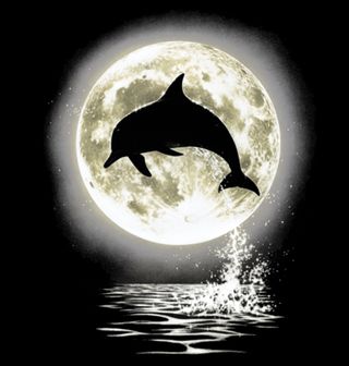 Obrázek 2 produktu Pánské tričko Delfín v úplňku 