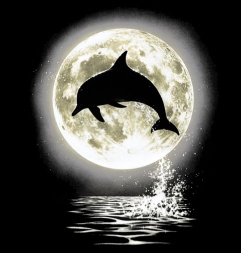 Obrázek produktu Pánské tričko Delfín v úplňku 