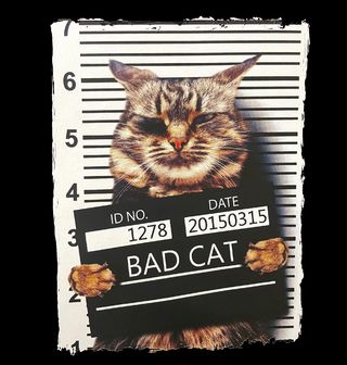 Obrázek 2 produktu Pánské tričko Bad cat (Velikost: S)