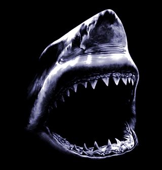 Obrázek 2 produktu Dámské tričko Útok žraloka bílého