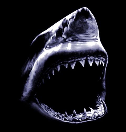 Obrázek produktu Pánské tričko Útok žraloka bílého