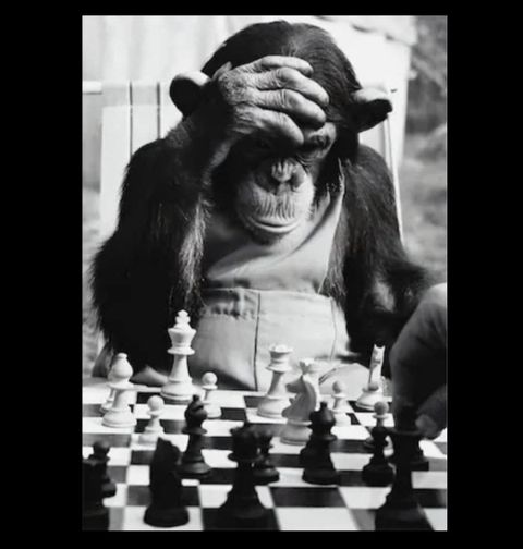 Obrázek produktu Dámské tričko Šimpanz a šachy