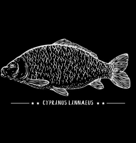Obrázek produktu Dámské tričko Kapr obecný Cyprinus carpio