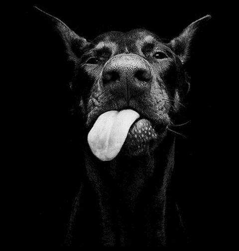 Obrázek produktu Dámské tričko Drzý pes Doberman