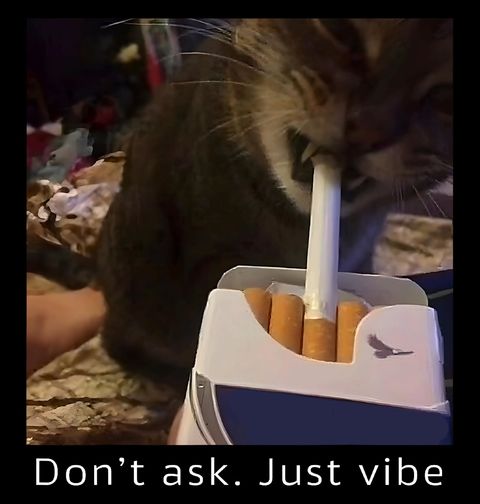 Obrázek produktu Dámské tričko Kočka s Cigaretou Neptej se, jen chilluj