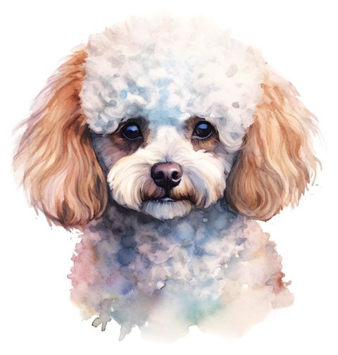 Obrázek produktu Dětské tričko Pudl Poodle