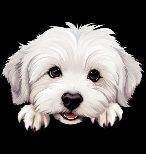 Obrázek produktu Dětské tričko Zvědavý Coton de Tulear