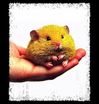 Obrázek 2 produktu Pánské tričko Křeček v Dlani