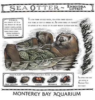 Obrázek 2 produktu Pánské tričko Vydra mořská Monterey Bay Aquarium