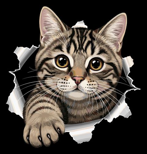 Obrázek produktu Pánské tričko Mourovatá Kočka pod Kůží