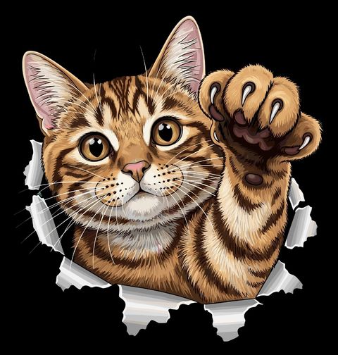 Obrázek produktu Pánské tričko Mourovatá Škrábající Kočka Tabby cat