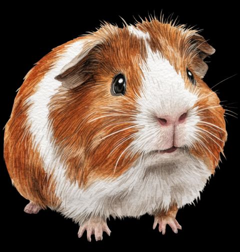 Obrázek produktu Dětské tričko Morče American Guinea Pig