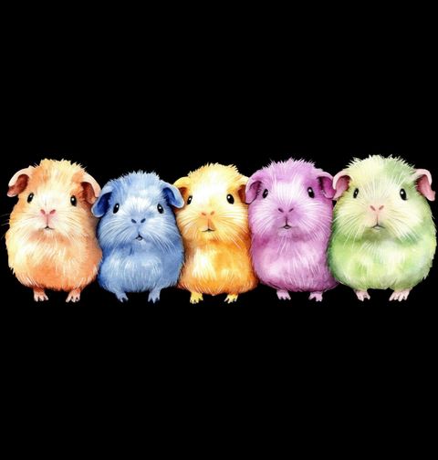 Obrázek produktu Pánské tričko Barevná Morčata