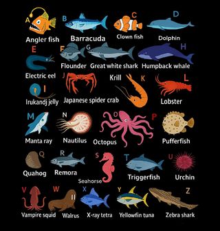 Obrázek 2 produktu Dětské tričko Abeceda Oceánu