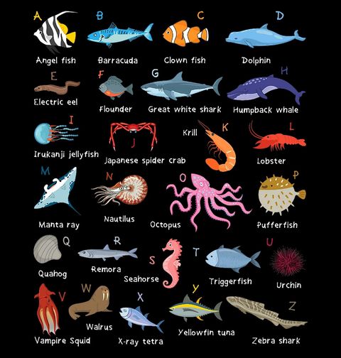 Obrázek produktu Dětské tričko Podmořská Abeceda Ryb