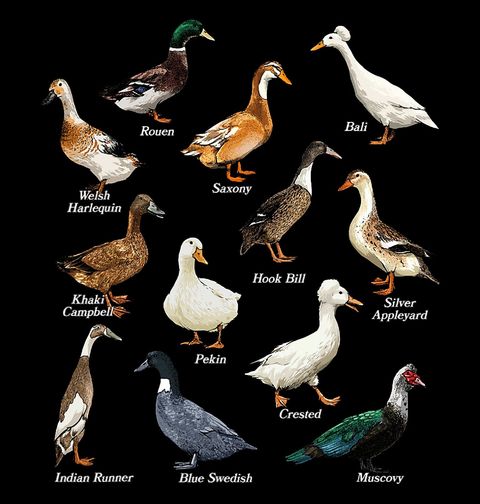 Obrázek produktu Dámské tričko Druhy Kachen z Celého Světa