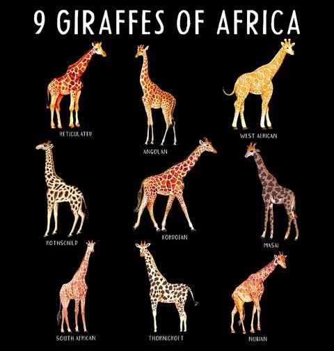 Obrázek produktu Pánská mikina 9 Druhů Žiraf z Afriky 9 Giraffes of Africa