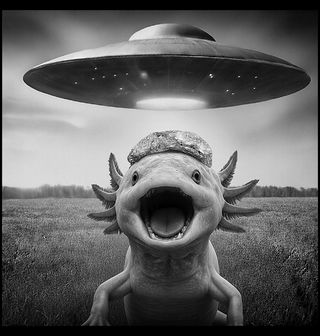 Obrázek 2 produktu Dětské tričko Konspirační Teoretik Axolotl UFO