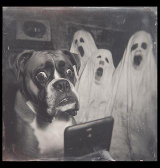 Obrázek 2 produktu Pánská mikina Strašidelné Selfie Německý Boxer a Duchové