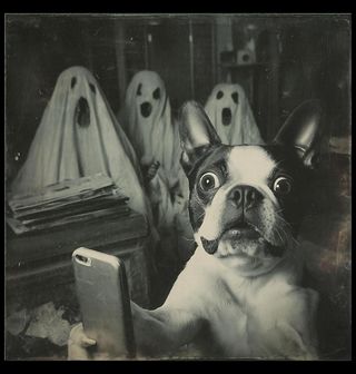 Obrázek 2 produktu Pánská mikina Strašidelné Selfie Boston teriér a Duchové